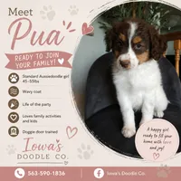 Pua, a female Aussiedoodle for sale in Farley, IA – 1 of 1