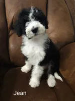 Jean, a female Sheepadoodle for sale in Farley, IA – 2 of 2