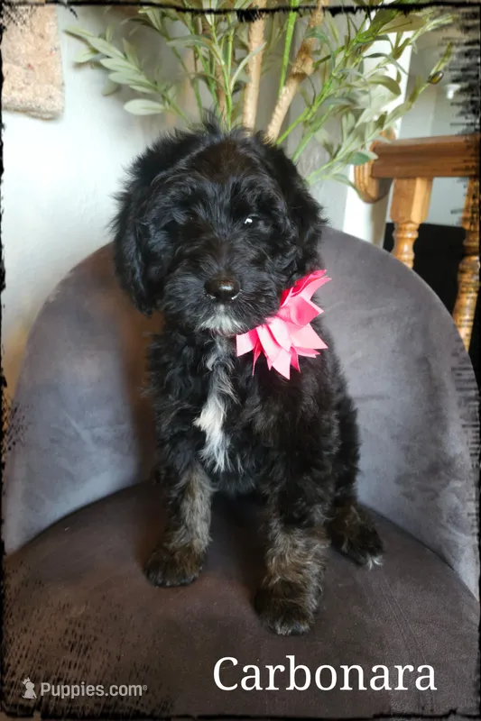 Carbonara  – Sheepadoodle puppy for sale in Farley, IA