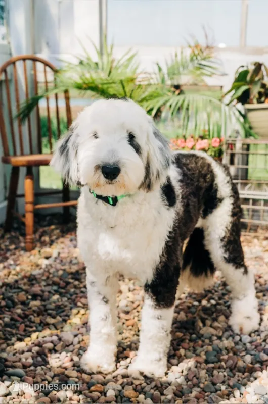 Addie – Sheepadoodle puppy for sale in Farley, IA