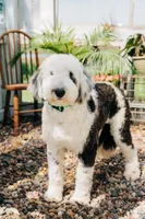 Addie, a female Sheepadoodle for sale in Farley, IA – 1 of 1