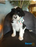 Bacon, a female Sheepadoodle for sale in Farley, IA – 1 of 1
