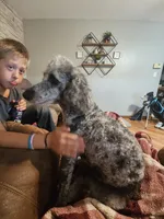 Boomer, a male Poodle - Miniature  for sale in Farley, IA – 3 of 4