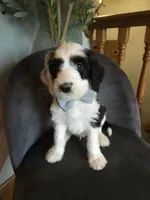 Chunk, a female Sheepadoodle for sale in Farley, IA – 1 of 1