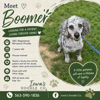 Boomer, a male Poodle - Miniature  for sale in Farley, IA – 4 of 4