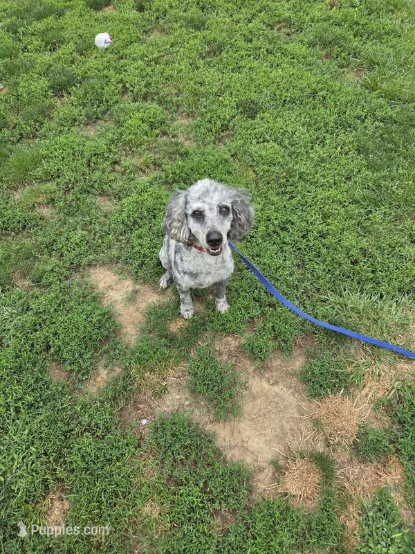 Boomer – Poodle - Miniature  puppy for sale in Farley, IA