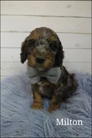 Milton, a male Poodle - Multi-Colored Standard for sale in Farley, IA – Photo 2 of 3