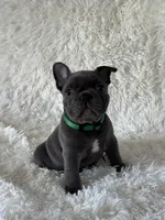 Spanky, a male French Bulldog for sale in Castalian Springs, TN – 5 of 8