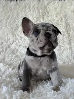 Buckwheat , a male French Bulldog for sale in Castalian Springs, TN – 7 of 8