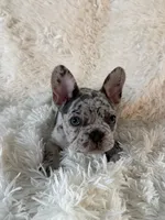 Porky, a male French Bulldog for sale in Castalian Springs, TN – 6 of 8