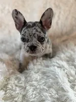 Porky, a male French Bulldog for sale in Castalian Springs, TN – 7 of 8