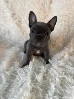 Spanky, a male French Bulldog for sale in Castalian Springs, TN – 2 of 8