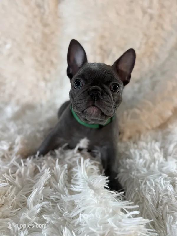 Spanky – French Bulldog puppy for sale in Castalian Springs, TN