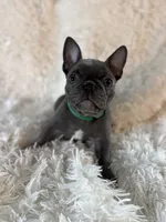 Spanky, a male French Bulldog for sale in Castalian Springs, TN – 1 of 8