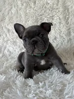 Spanky, a male French Bulldog for sale in Castalian Springs, TN – 7 of 8