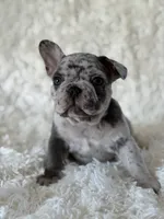 Buckwheat , a male French Bulldog for sale in Castalian Springs, TN – 8 of 8
