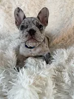 Porky, a male French Bulldog for sale in Castalian Springs, TN – 4 of 8