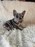 Buckwheat , a male French Bulldog for sale in Castalian Springs, TN – 5 of 8