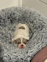 Dolly, a female French Bulldog for sale in Castalian Springs, TN – Photo 5 of 9