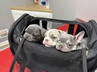 Dolly, a female French Bulldog for sale in Castalian Springs, TN – Photo 9 of 9