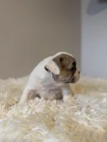 Dolly, a female French Bulldog for sale in Castalian Springs, TN – Photo 2 of 9