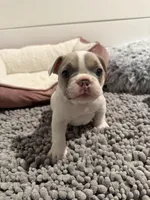 Dolly, a female French Bulldog for sale in Castalian Springs, TN – Photo 7 of 9