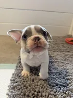 Dolly, a female French Bulldog for sale in Castalian Springs, TN – Photo 4 of 9