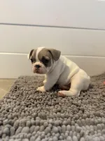 Dolly, a female French Bulldog for sale in Castalian Springs, TN – Photo 3 of 9