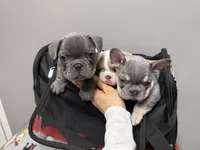 Hank, a male French Bulldog for sale in Castalian Springs, TN – Photo 6 of 6