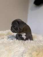 Hank, a male French Bulldog for sale in Castalian Springs, TN – Photo 3 of 6