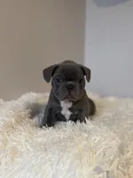 Hank, a male French Bulldog for sale in Castalian Springs, TN – Photo 1 of 6