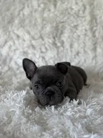 Spanky, a male French Bulldog for sale in Castalian Springs, TN – 6 of 8