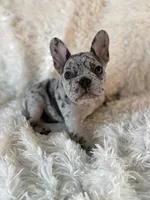 Porky, a male French Bulldog for sale in Castalian Springs, TN – 1 of 8