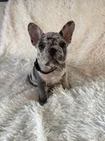 Buckwheat , a male French Bulldog for sale in Castalian Springs, TN – 4 of 8