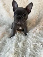 Spanky, a male French Bulldog for sale in Castalian Springs, TN – 4 of 8