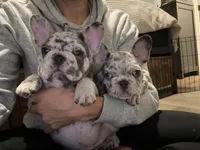 Buckwheat , a male French Bulldog for sale in Castalian Springs, TN – 6 of 8