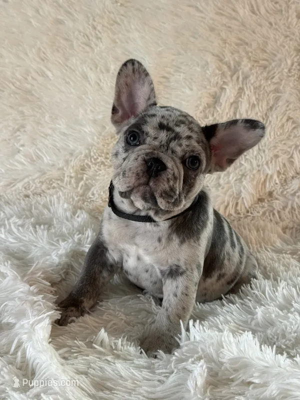 Buckwheat  – French Bulldog puppy for sale in Castalian Springs, TN