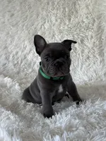 Spanky, a male French Bulldog for sale in Castalian Springs, TN – 8 of 8