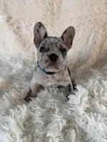 Porky, a male French Bulldog for sale in Castalian Springs, TN – 2 of 8