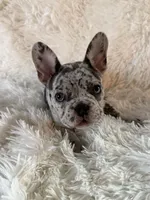 Porky, a male French Bulldog for sale in Castalian Springs, TN – 5 of 8