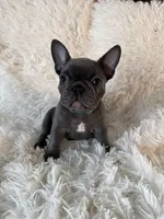 Spanky, a male French Bulldog for sale in Castalian Springs, TN – 3 of 8