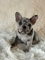 Buckwheat , a male French Bulldog for sale in Castalian Springs, TN – 2 of 8