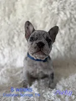 Porky, a male French Bulldog for sale in Castalian Springs, TN – 8 of 8