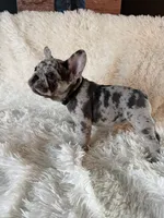Buckwheat , a male French Bulldog for sale in Castalian Springs, TN – 3 of 8