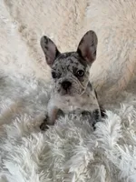 Porky, a male French Bulldog for sale in Castalian Springs, TN – 3 of 8