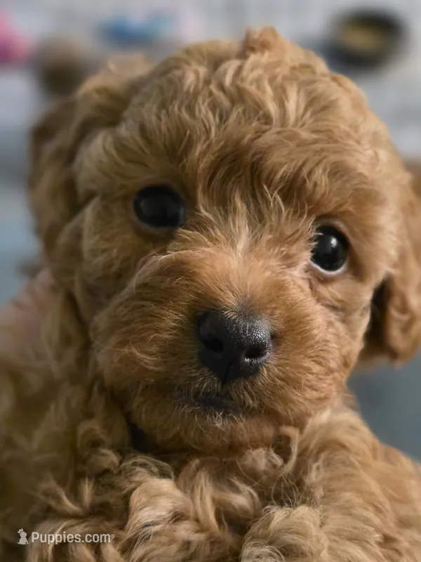 Poppy – Poodle - Toy  puppy for sale in Buckeye, AZ