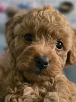 Poppy, a female Poodle - Toy  for sale in Buckeye, AZ – 1 of 5