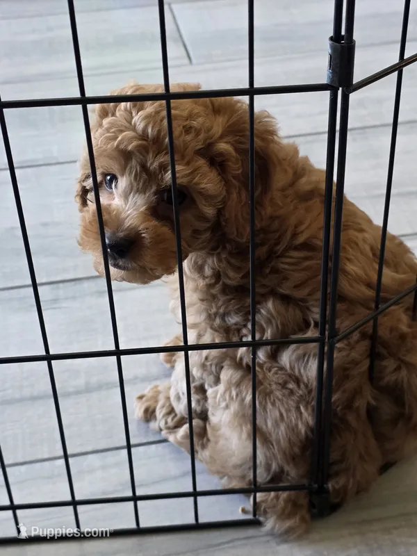 Poppy – Poodle - Toy  puppy for sale in Buckeye, AZ
