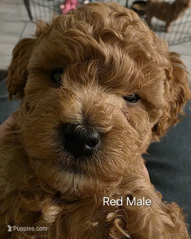 Red – Poodle - Toy  puppy for sale in Buckeye, AZ