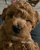 Red, a male Poodle - Toy  for sale in Buckeye, AZ – 1 of 5
